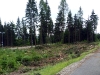 Před pár dny vymýtilo část Plačkovce (název lesu) tornádo