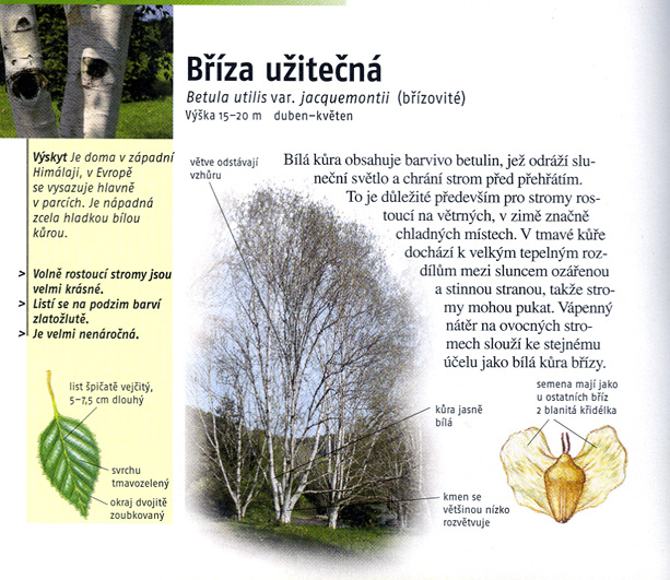 briza-uzitecna_531