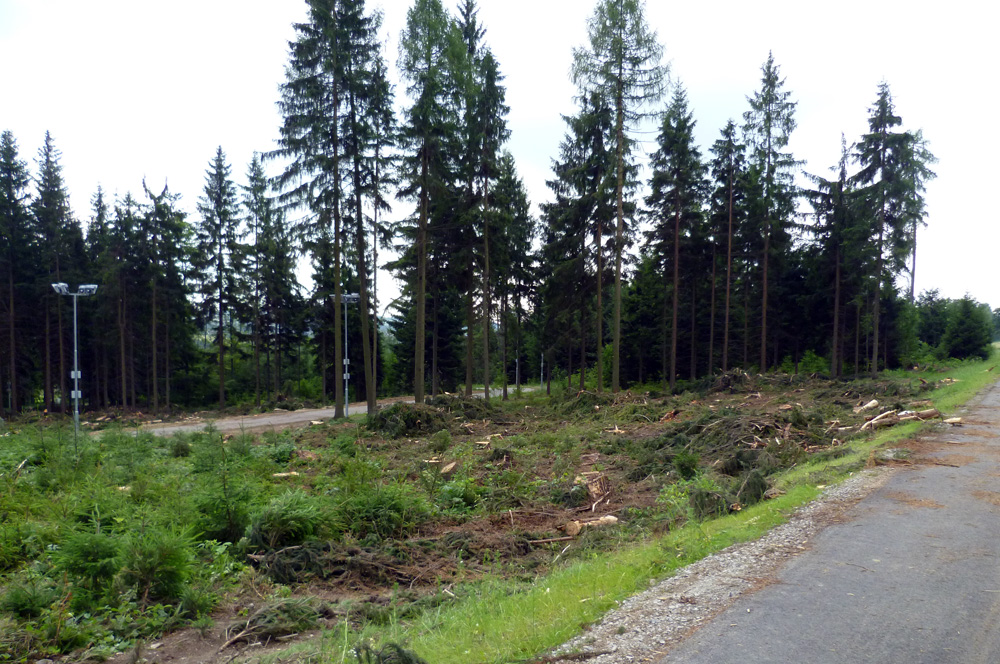 Před pár dny vymýtilo část Plačkovce (název lesu) tornádo