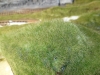 Flokování statickou trávou (zde hustý porost vytvořený vlákny 6 mm)